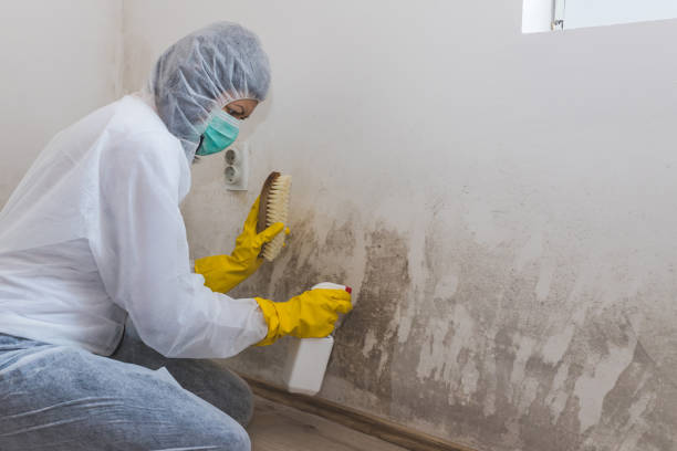 Best Mold Testing  in Crete, IL