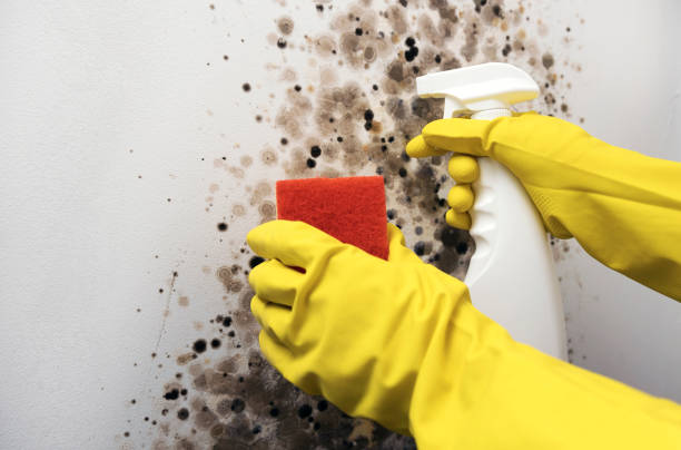 Best Toxic Mold Removal  in Crete, IL
